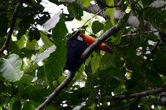 09 Toucan At Iguazu Falls Argentina.jpg